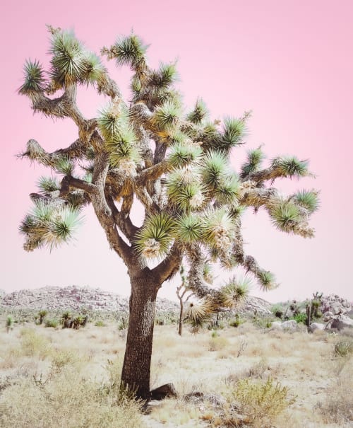JOSHUA TREE - DESERT PINK | Photography by Kristin Hart Studios