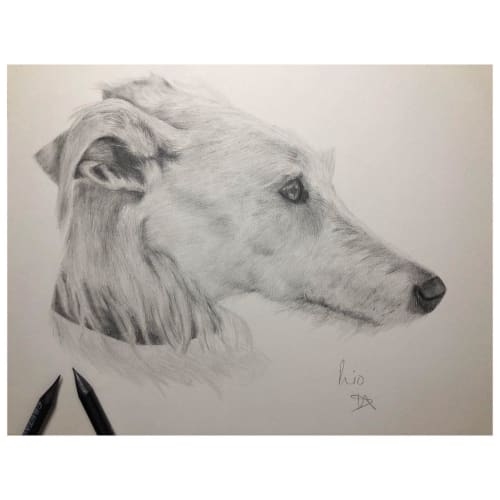 Pet Pencil Portrait | Drawings by Lottie Anderson Studio | London in London
