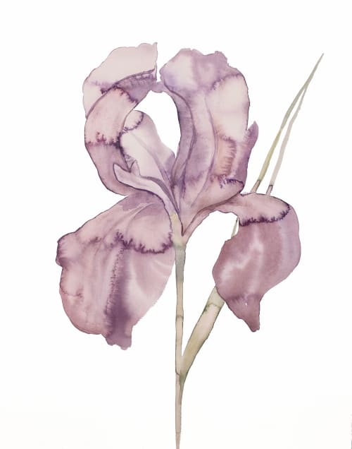Iris No. 172 : Original Watercolor Painting | Paintings by Elizabeth Becker