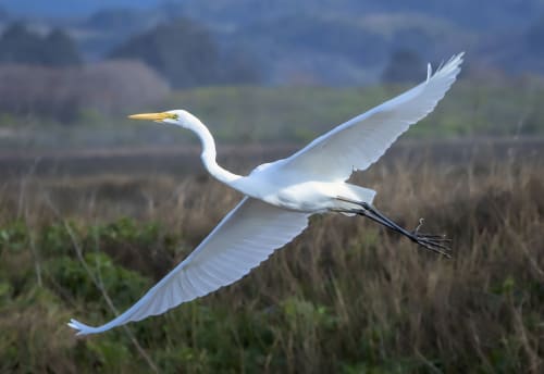 Great White Egret | Photography by Daniel