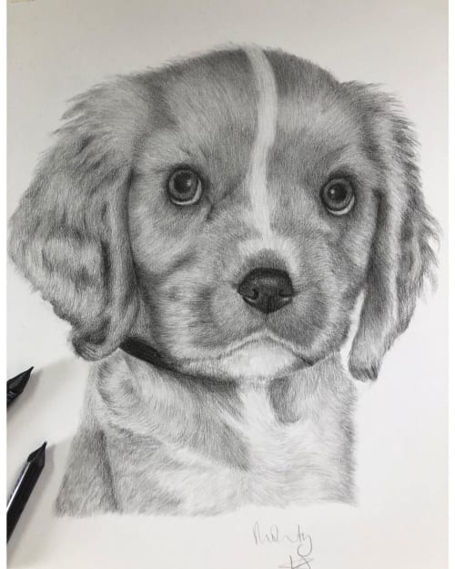 Pet Drawing | Drawings by Lottie Anderson Studio