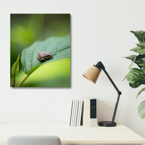 Photograph • Pacific Tree Frog, Animal, PNW, Oregon, Macro | Photography by Honeycomb
