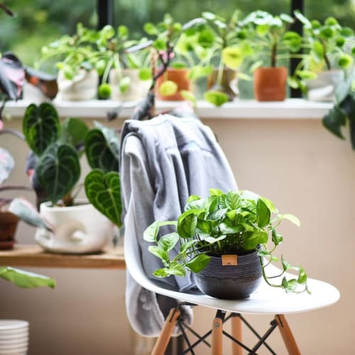 And Their Plant Stories