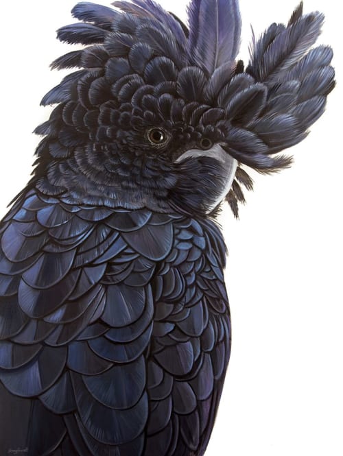 Roy - Red-tailed Black Cockatoo | Oil And Acrylic Painting in Paintings by Ebony Bennett - Birdwood Illustrations