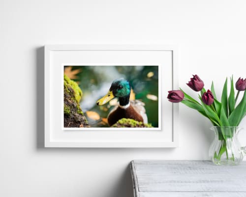 Photograph • Mallard, Ducks, Birds, Macro, Water Droplets | Photography by Honeycomb