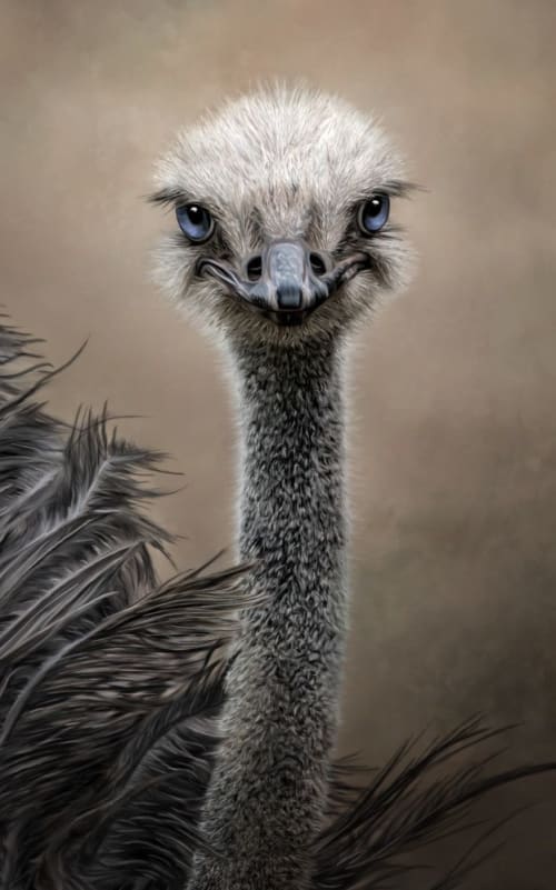 Gazing | Photography by Judy Reinford