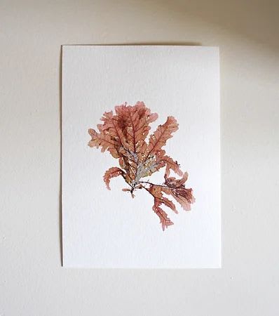 Pressed Seaweed, Single 87. A6. | Art & Wall Decor by Jasmine Linington
