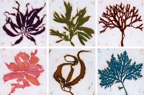 Seaweed Suite 1-6 | Oil And Acrylic Painting in Paintings by Jill Sykes