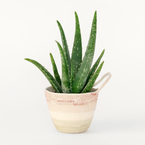 Desert Flower Medium Planter | Vase in Vases & Vessels by MOkun | Bay Area Made x Wescover 2019 Design Showcase in Alameda