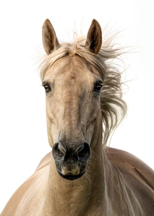 Soleil | Photography by Judy Reinford