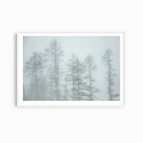 Winter trees misty landscape photograph "Exposed Trees" | Photography by PappasBland
