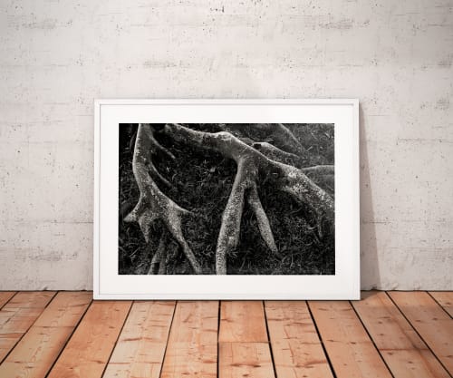 Roots II | Limited Edition Print | Photography by Tal Paz-Fridman | Limited Edition Photography