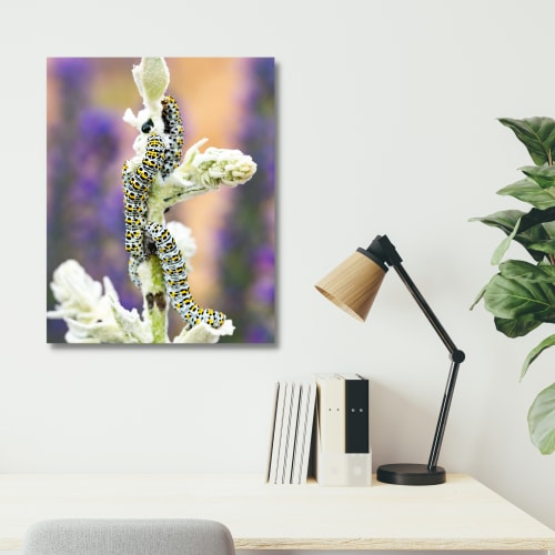 Photograph • Mullein Caterpillar, England, Norfolk, Insect | Photography by Honeycomb