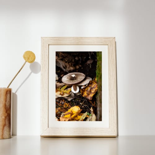 Photograph • Nook, Mushrooms, Fall, Fungi, Woodland, PNW | Photography by Honeycomb
