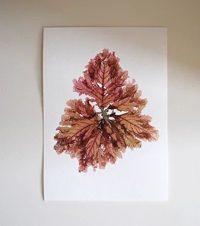 Pressed Seaweed, Single 95. A5. | Pressing in Art & Wall Decor by Jasmine Linington
