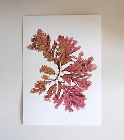 Pressed Seaweed, Single 96. A5. | Pressing in Art & Wall Decor by Jasmine Linington