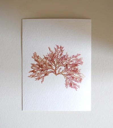 Pressed Seaweed, Single 85. A6. | Pressing in Art & Wall Decor by Jasmine Linington