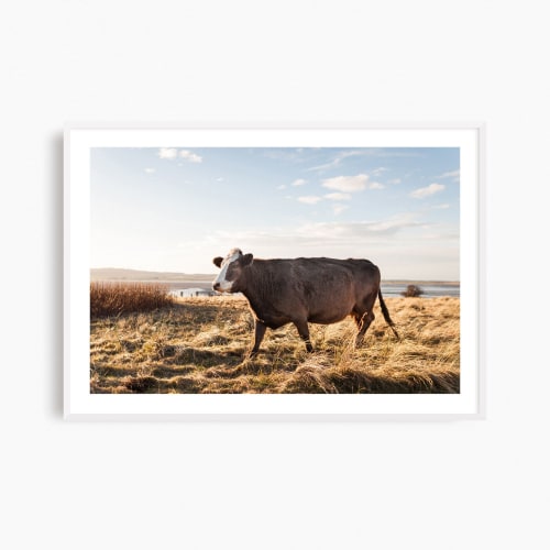 Contemporary 'Brown Cow' fine art photography print | Photography by PappasBland