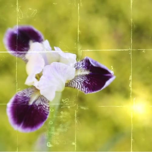 LUMINOUS | Photography by Pam Moxley Mixed Media