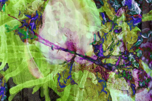 BIOPHILIA 1 | Prints by Costas Picadas