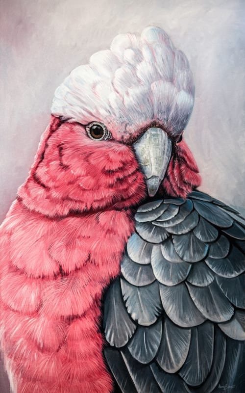 Gus - Galah Cockatoo | Paintings by Ebony Bennett - Birdwood Illustrations | Milk Factory Gallery & Exhibition Space in Bowral