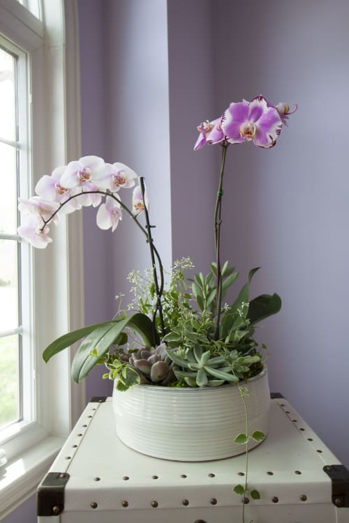 Live Orchid Planter Centerpiece | Plants & Flowers by SugarKane