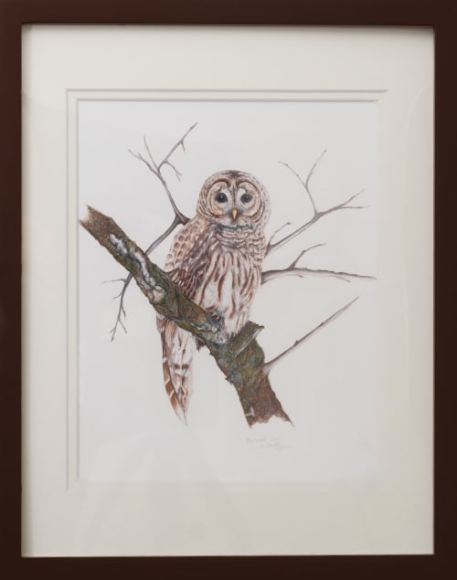 Barred Owl | Drawings by Stacie Dale