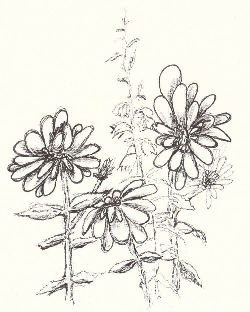 Giclée print of Zinnia sketch | Prints in Paintings by Jessica Marshall / Library of Marshall Arts