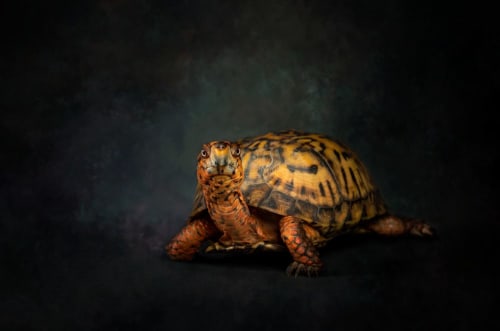 Box Turtle | Photography by Judy Reinford