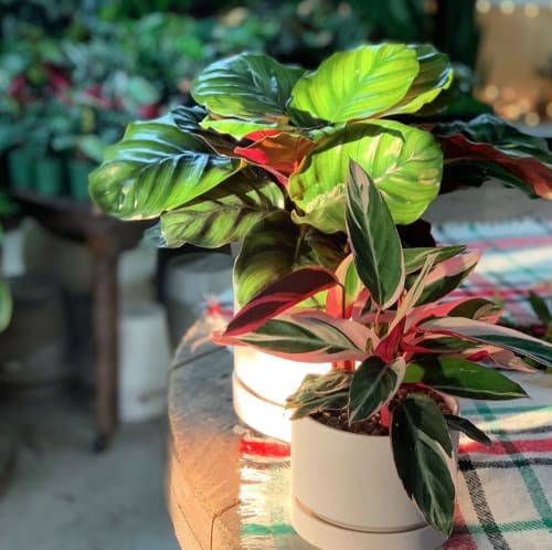 Lawrence & Clarke Cacti Co, Stores, Interior Design