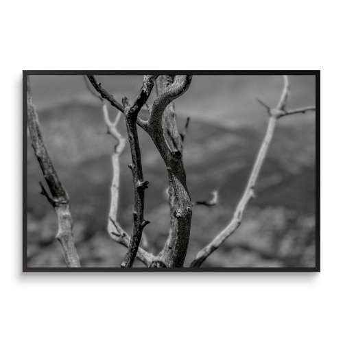 THE IN-BETWEEN | B&W | Minimalist Nature | Fine Art Print | Photography by Jess Ansik