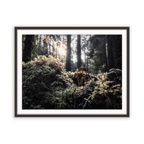 FOREST FUNGI (12"x9" - 48"x36") | Fine Art Print | Photography by Jess Ansik
