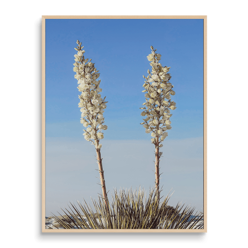 SOAPTREE DUET | Minimalist Nature | Fine Art Print | Photography by Jess Ansik