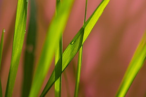 Dew on Spring Grass | Photography by Caroyl La Barge›
