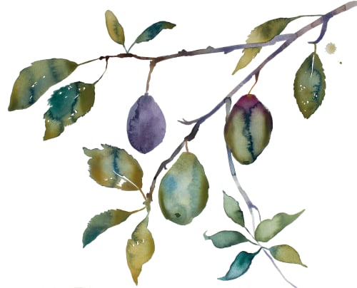 Plum Study : Original Watercolor Painting | Paintings by Elizabeth Becker
