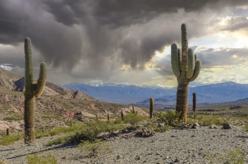 Cactus, Mountains and Rain Clouds | Photography by Richard Silver Photo