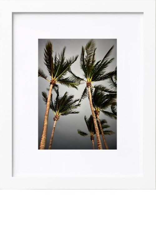 Why Do Palm Trees Sway? | Photography by KNOF design