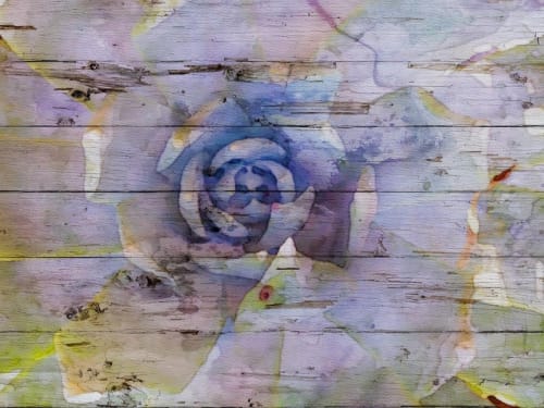 Frosted gem succulent flower | Paintings by Irena Orlov