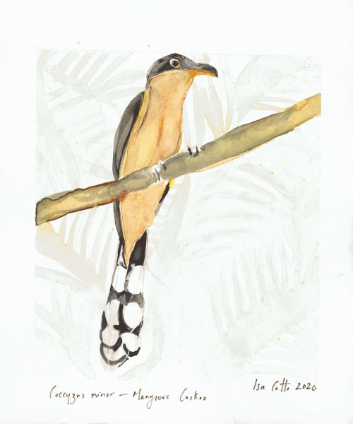 Mangrove Cuckoo Ed. of 25 | Art & Wall Decor by ISA CATTO STUDIO