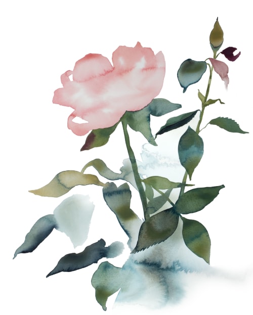 Rose Study No. 89 : Original Watercolor Painting | Paintings by Elizabeth Becker
