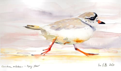 Piping Plover Ed. of 25 | Art & Wall Decor by ISA CATTO STUDIO