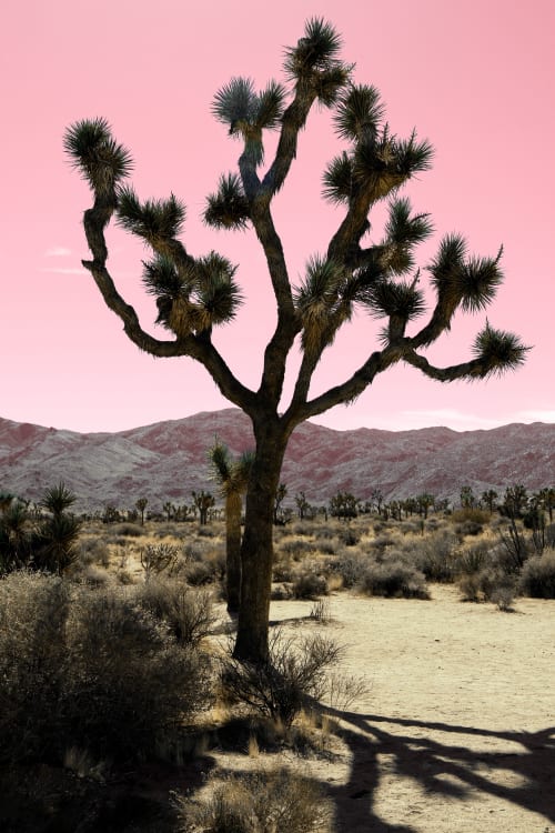 DESERT SHADOWS - PINK | Photography by Kristin Hart Studios