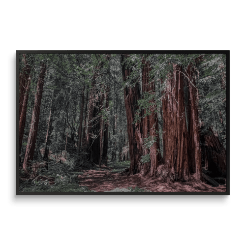 SANCTUARY | A Stroll Among the Redwoods | Fine Art Print | Photography by Jess Ansik