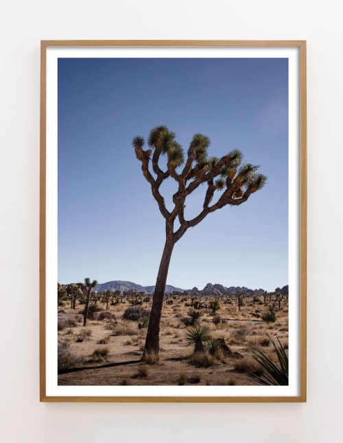 'Transmission', Joshua Tree Photograph (Ltd Edition) | Photography by Daylight Dreams Editions