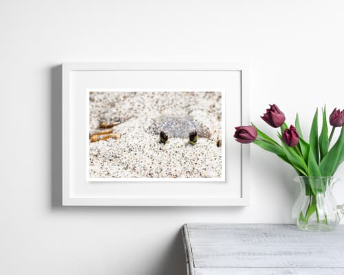 Photograph • "Nostalgia", Crab, Beach, Nautical, Macro | Photography by Honeycomb