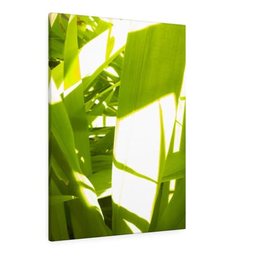 Sunkissed_3602  --  the life-giving energy of nature | Prints in Paintings by Petra Trimmel