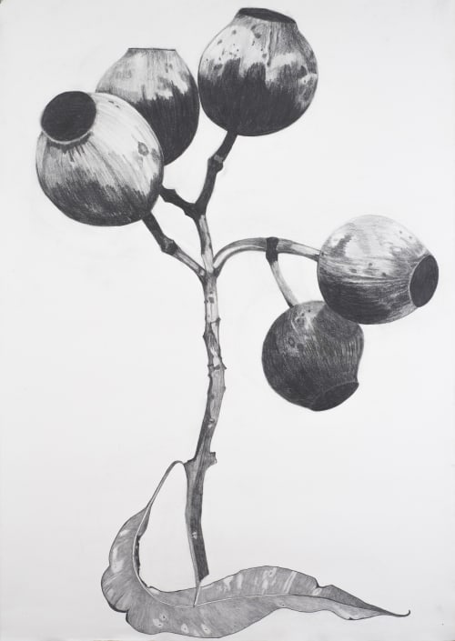 Eucalyptus gum nuts, pencil and ink drawing, 110 x 80 cm | Art & Wall Decor by Joanne Linsdell | Joanne Linsdell Studio in Bacchus Marsh