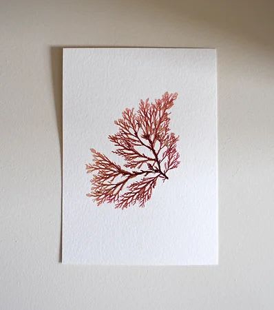 Pressed Seaweed, Single 83. A6. | Art & Wall Decor by Jasmine Linington