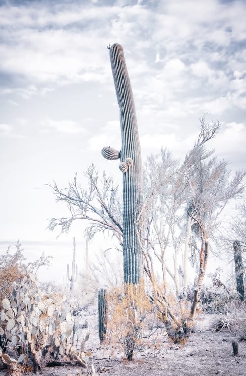 DESERT SCENES - SOFT GREY | Photography by Kristin Hart Studios