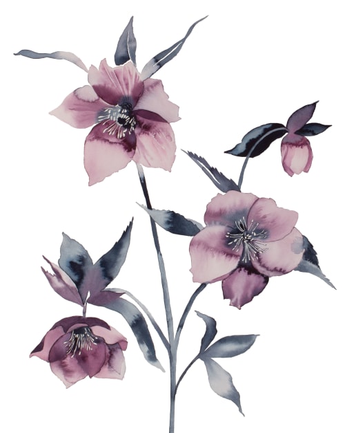 Hellebore No. 36 : Original Watercolor Painting | Paintings by Elizabeth Becker